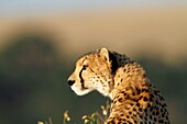 Cheetahs in Kenya