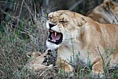 Lions in the Mara