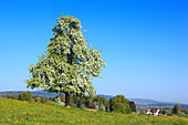 Agrarian, tree, pear tree, pear, pears, blossom, flourish, flower, splendour, field, flora, spring, crowfoot, buttercup, sky, pomes, pomes plants, agriculture, dandelion, nature, fruit, fruit_tree, Oetwil am See, plant, Switzerland, sunshine, pasture, wil