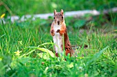Young female Eurasian Red Squirrel Sciurus vulgaris standing on a lawn and watching vigilant