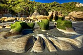 Limestone boulders, eroded and algae covered at low tide, Woodpecker bay, Paparoa National Park, West Coast