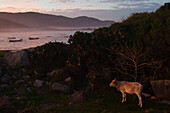 Cow Grazing At Dusk, Florianopolis, Brazil