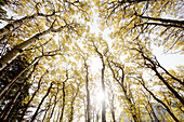 Birch Trees With Golden Autumn Leaves Against Sky, Low Angle View, Montana, USA