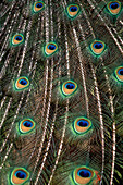 Peacock Feathers, Close-Up