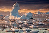 Iceberg lit up at sunset, pack ice in Cierva Cove, Antarctic Peninsula.