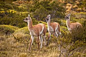 Guanaco Lama guanicoe youngsters, Parque Nacional Torres del Paine, Patagonia, Chile
