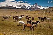 Horses grazing, La Quinta estancia on edge of Parque Nacional Los Glaciares, famous peaks Cerro Torre and FitzRoy behind, Patagonia, Argentina