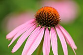 Purple Coneflower Echinacea angustifolia