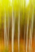 White birch grove Camera movement