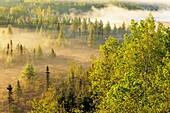 Spring trees in a misty valley at dawn. Ontario. Canada.