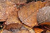 Fallen autumn poplar leaves with raindrops
