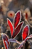 Lowbush Blueberry Vaccinium angustifolium Frosted autumn leaves Greater Sudbury Ontario