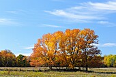 Mature maple trees in pasture Mindemoya Manitoulin Island Ontario