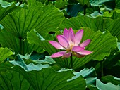 Lotus  Nelumbo nucifera YuangMingYuan palace Park  Beijing  China