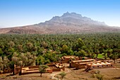 Date palm groves in the Draa Valley of Morocco