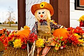 A fall public display of scarecrow, pumpkins, flowers and corn stalks in Branson, Missouri, USA