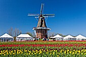 A windmill with spring tulip flowers on Windmill Island in Holland, Michigan, USA