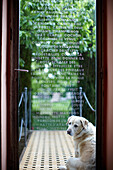 Hund vor Glastür mit Gravuren, B and B Chambre Avec Vue, Luberon, Frankreich