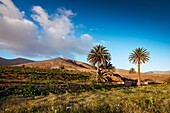 Palmen in der Palmenoase Vega de Rio de las Palmas, Fuerteventura, Kanarische Inseln, Spanien