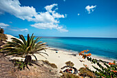 Seaside promenade with palm trees, Playa del Matorral, Morro Jable, Jandia peninsula, Fuerteventura, Canary Islands, Spain