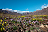 Frühlingsblumen in den Bergen, Macizo de Jandia, Jandia Halbinsel, Fuerteventura, Kanarische Inseln, Spanien