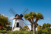 Museumsmühle, Museo Molino, Antigua, Fuerteventura, Kanarische Inseln, Spanien