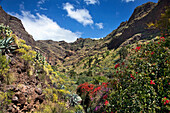 Valle de Agaete, Agaete Valley, Gran Canaria, Canary Islands, Spain