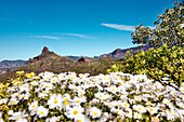 Kamillenblumen vor Roque Bentayga, Gran Canaria, Kanarische Inseln, Spanien