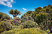 Kaktus Garten, Jardin Canario, Tafira, Gran Canaria, Kanarische Inseln, Spanien