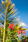 Blume vor Palme, Gran Canaria, Kanarische Inseln, Spanien