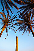 Palm trees and lighthouse, Maspalomas, Gran Canaria, Canary Islands, Spain, Europe