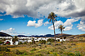 Blick auf Häuser und Palmen, Uga, Lanzarote, Kanarische Inseln, Spanien, Europa