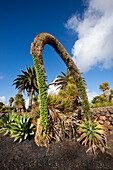 Windmühle hinter Palmen, Landwirtsschaftsmuseum El Patio, Tiagua, Lanzarote, Kanarische Inseln, Spanien, Europa
