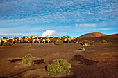Kamelkarawane in Vulkanlandschaft, Nationalpark Timanfaya, Parque Nacional de Timanfaya, Lanzarote, Kanarische Inseln, Spanien, Europa
