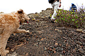 Wanderer mit Hund in Vulkanlandschaft, Lanzarote, Kanarische Inseln, Spanien, Europa