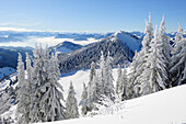 Snow-covered fir trees with view down to the Inn valley, Hochries, Chiemgau range, Chiemgau, Upper Bavaria, Bavaria, Germany