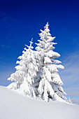 Snow covered fir trees, Schildenstein, Tegernseer range, Bavarian Prealps, Upper Bavaria, Bavaria, Germany