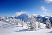 Snow covered fir trees at Schildenstein, Schildenstein, Tegernseer range, Bavarian Prealps, Upper Bavaria, Bavaria, Germany