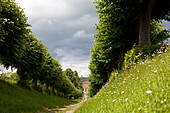 Alley of trees, so called Feston Alley, Bothmer Castle, biggest Baroque Style castle in Mecklenburg, area Kluetzer Winkel, backcountry, coast of the Baltic Sea, Kluetz, Mecklenburg-West Pomerania, Germany