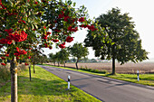 Eberesche einer Landstraße entlang, Strasse im Hinterland der Insel Usedom, Ostseeküste, Stolpe, Mecklenburg-Vorpommern, Deutschland