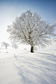 Schneebedeckte Buchen, Schauinsland, nahe Freiburg im Breisgau, Schwarzwald, Baden-Württemberg, Deutschland