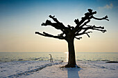 Tree on the lake shore at sunset, Wasserburg, Lake Constance, Bavaria, Germany