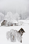 Farmhouse in Winter, Breitnau, near Freiburg im Breisgau, Black Forest, Baden-Württemberg, Germany