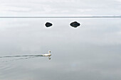Whooper Swan in the quiet waters of the lagoon near Skogar, Iceland, Scandinavia, Europe