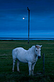 Icelandic horse in a field near Hofn, Iceland, Scandinavia, Europe