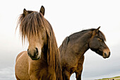 Icelandic horses near Hofn, Iceland, Scandinavia, Europe