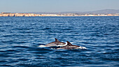 Common Dolphins in the Atlantic Ocean off the Algarve Coast, Portugal
