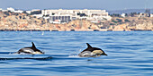 Common Dolphins in the Atlantic Ocean off the Algarve Coast, Lagos, Portugal
