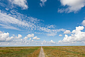 Path through salt march, Wadden lands, North Sea coast, Lower Saxony, Germany, Europe