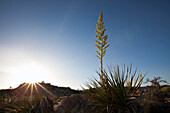 Wüstenpflanze Parry's Nolina im Joshua Tree Nationalpark bei Sonnenuntergang, Riverside County, Kalifornien, USA, Amerika
